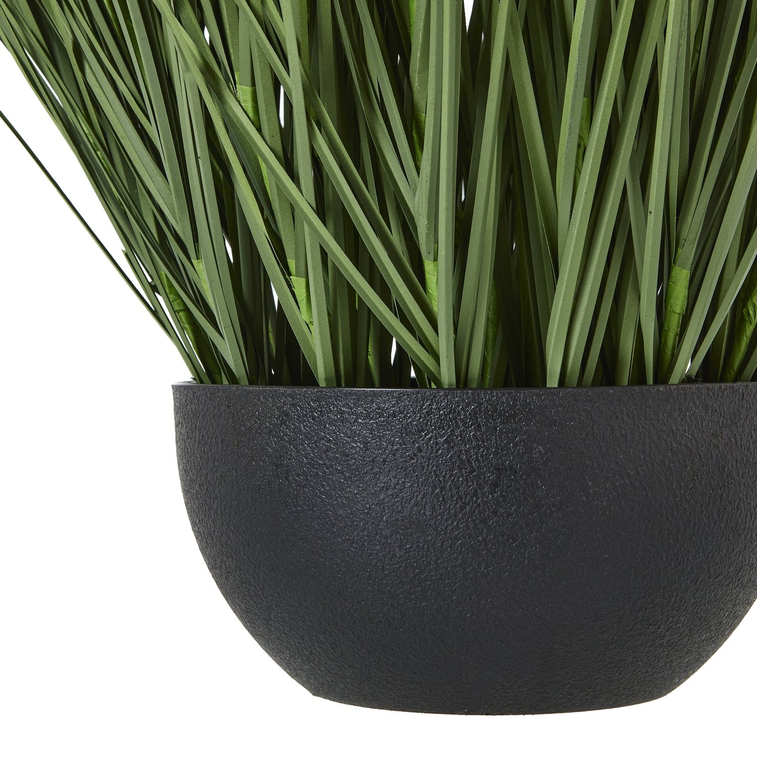 Large Onion Grass Plant In Pot - Image 3