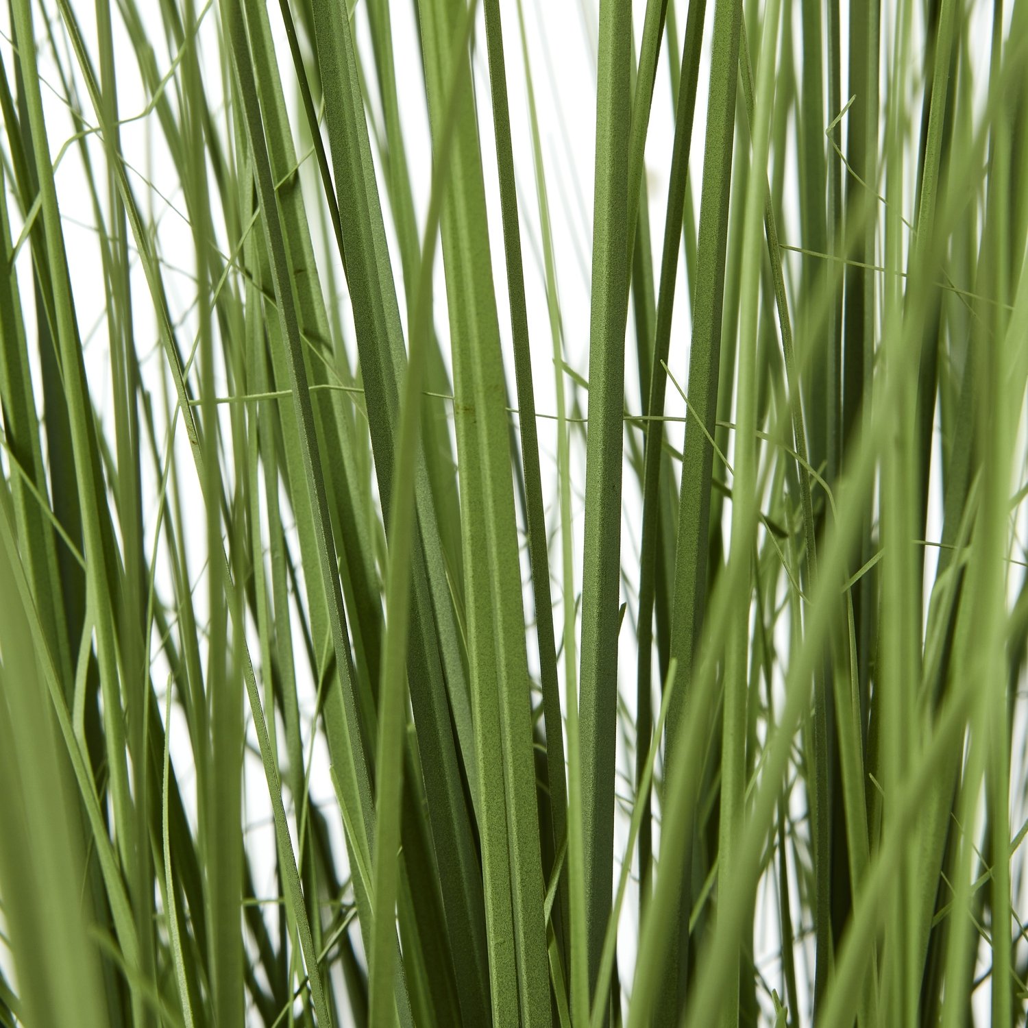 Large Onion Grass Plant In Pot - Image 4
