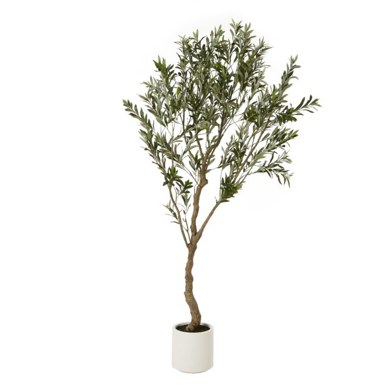 white olive tree in white pot 200cm product image
