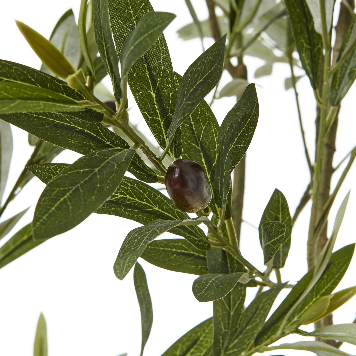 Olive Tree In White Pot 200Cm - Image 2