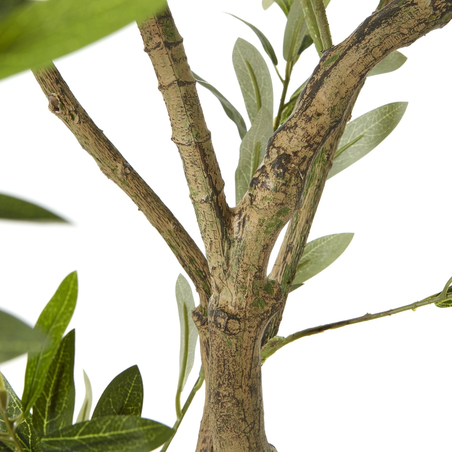 Olive Tree In White Pot 200Cm - Image 3