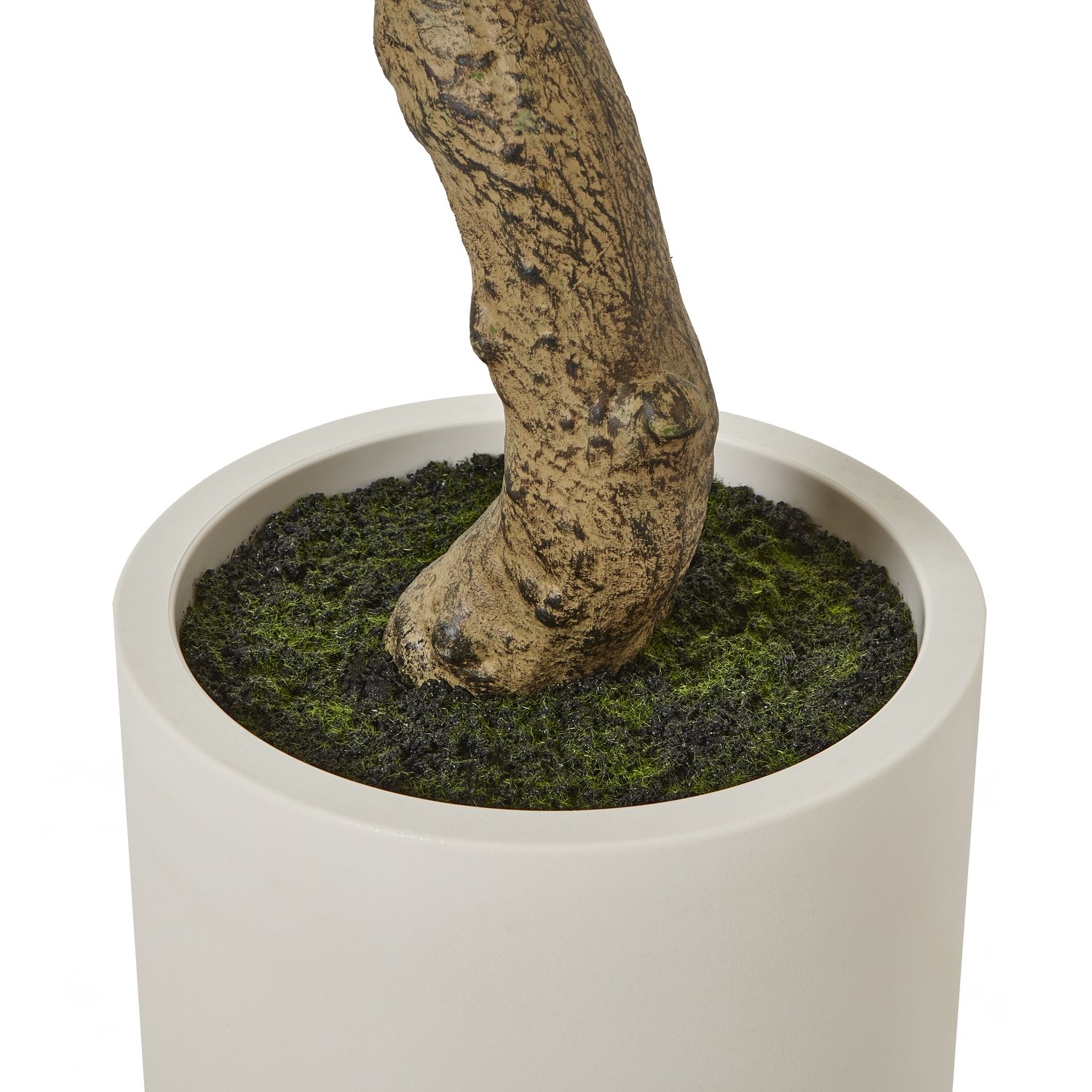 Olive Tree In White Pot 200Cm - Image 4