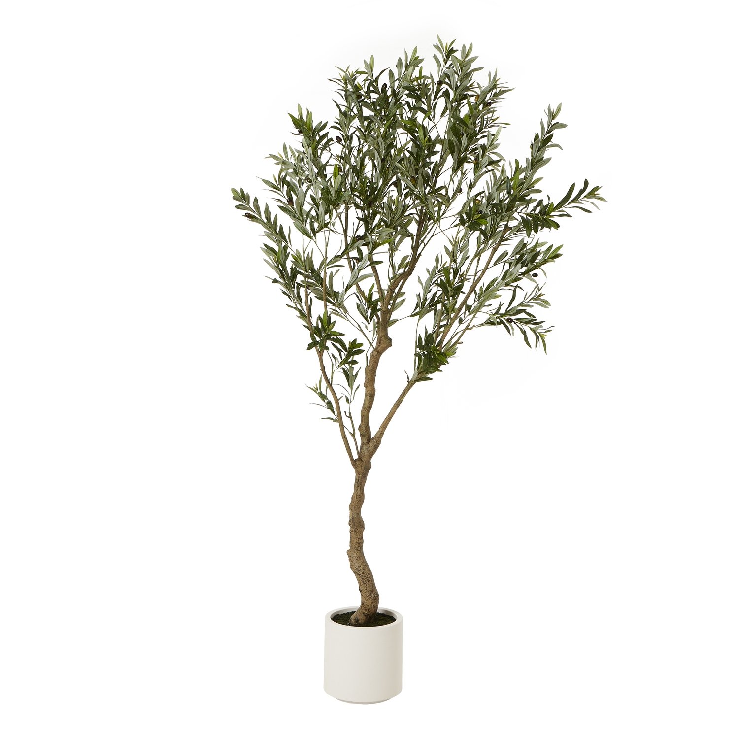 white olive tree in white pot 200cm product image