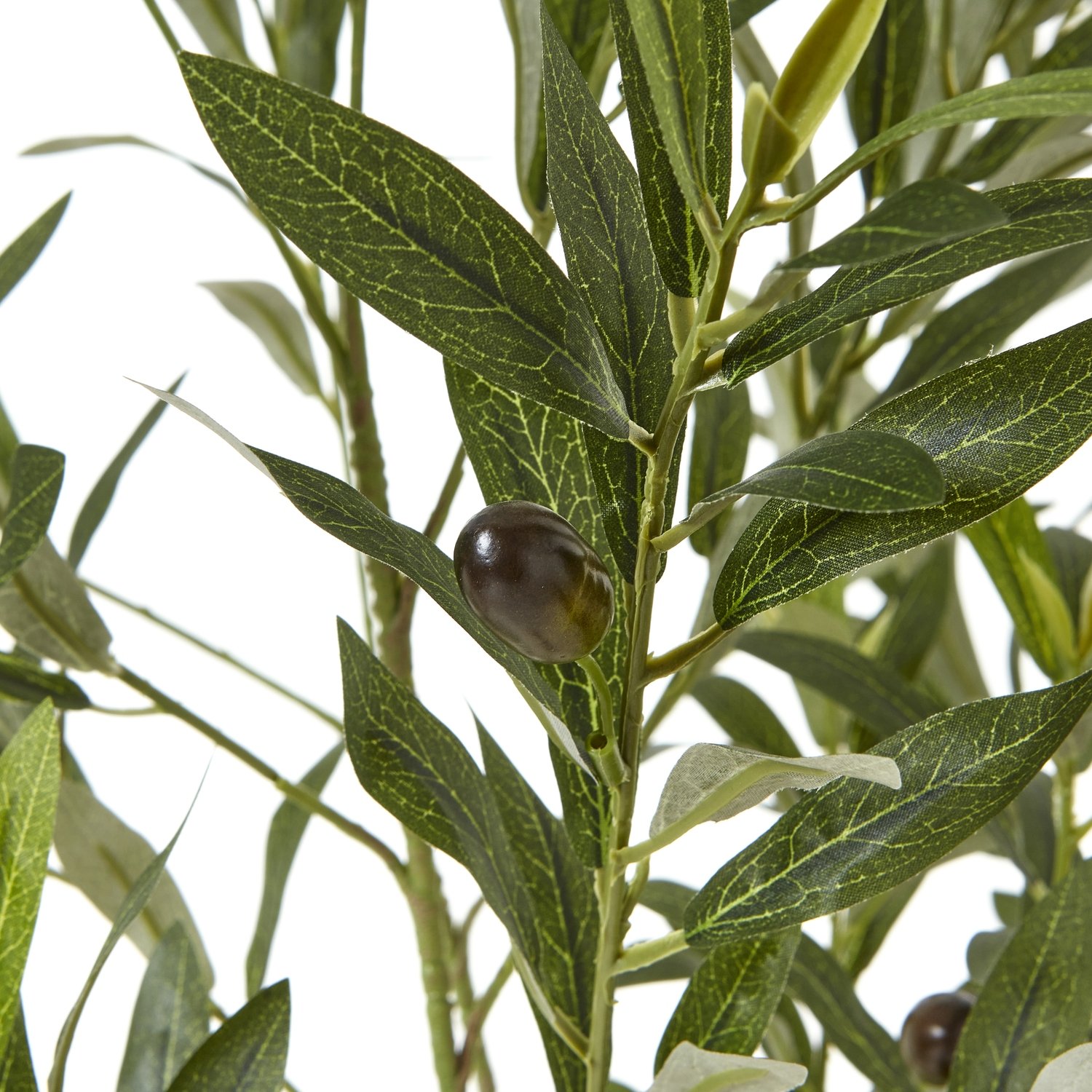 Olive Tree In White Pot 150Cm - Image 2