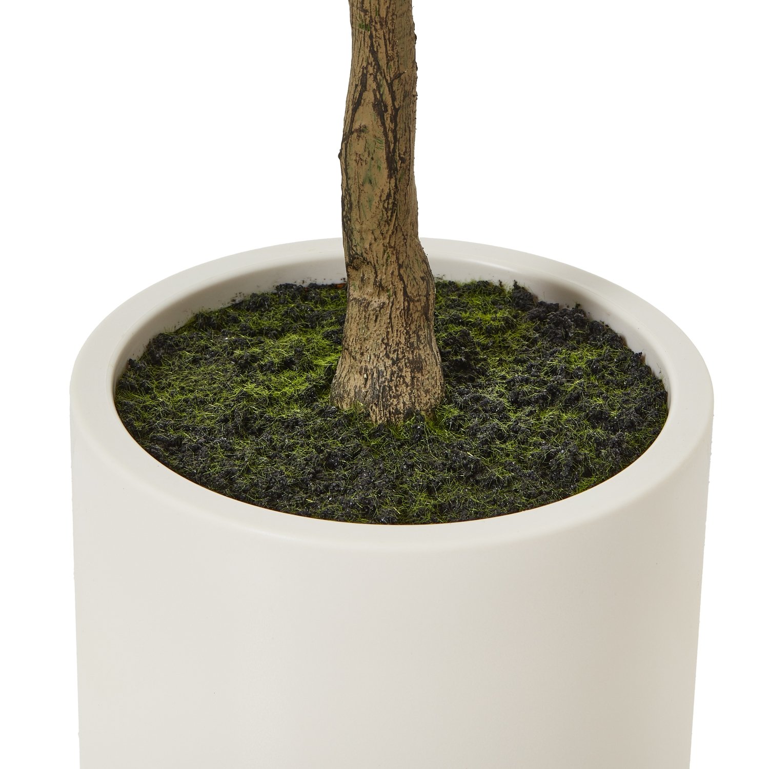 Olive Tree In White Pot 150Cm - Image 4