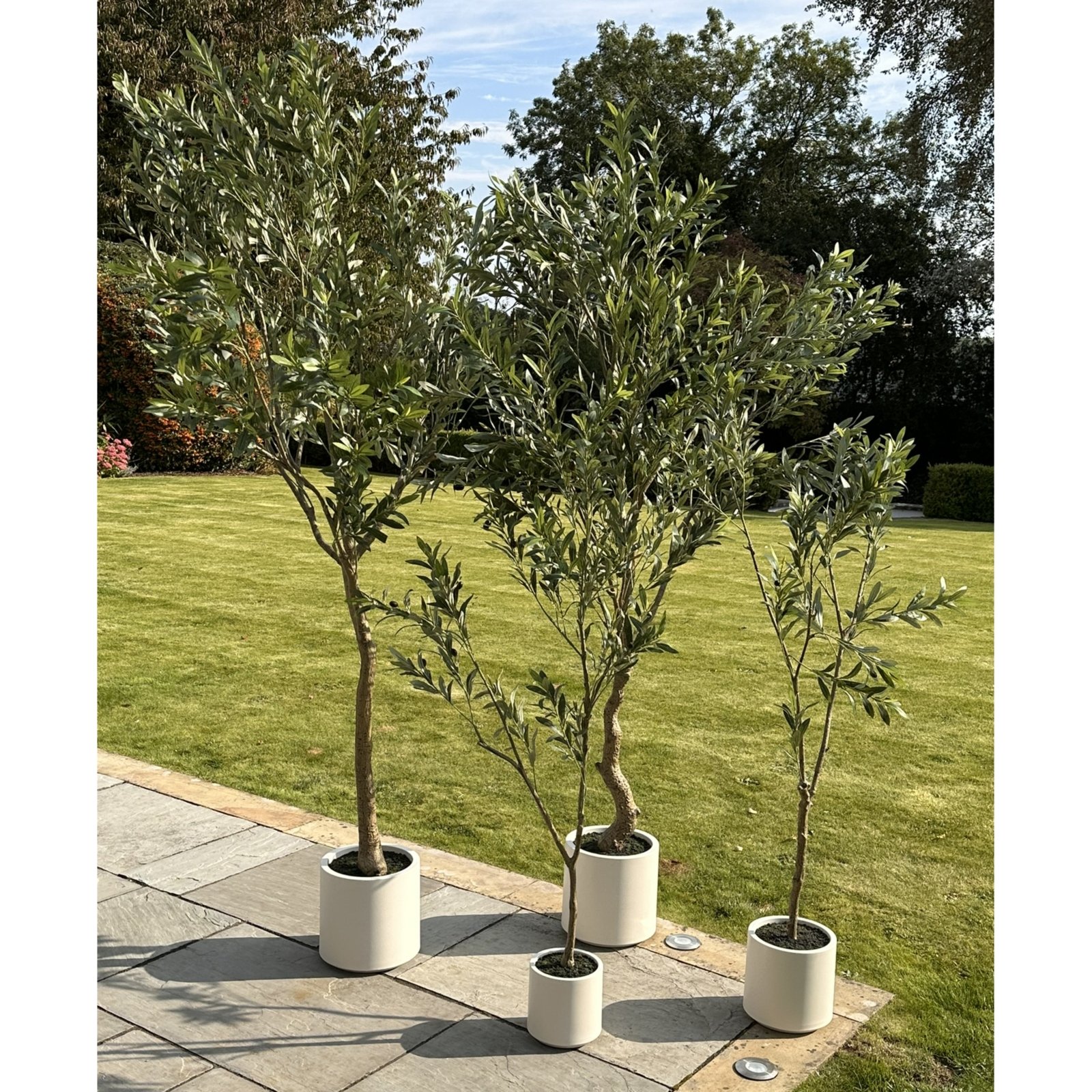 Olive Tree In White Pot 150Cm - Image 5