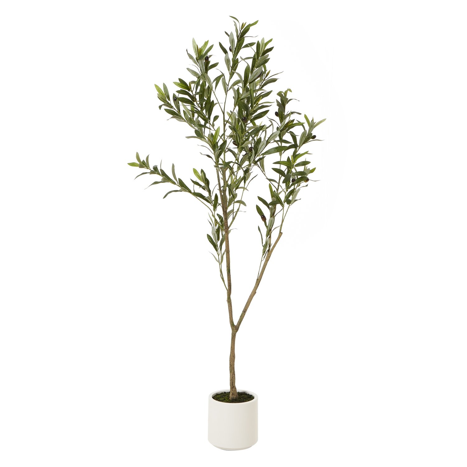 white olive tree in white pot 150cm product image