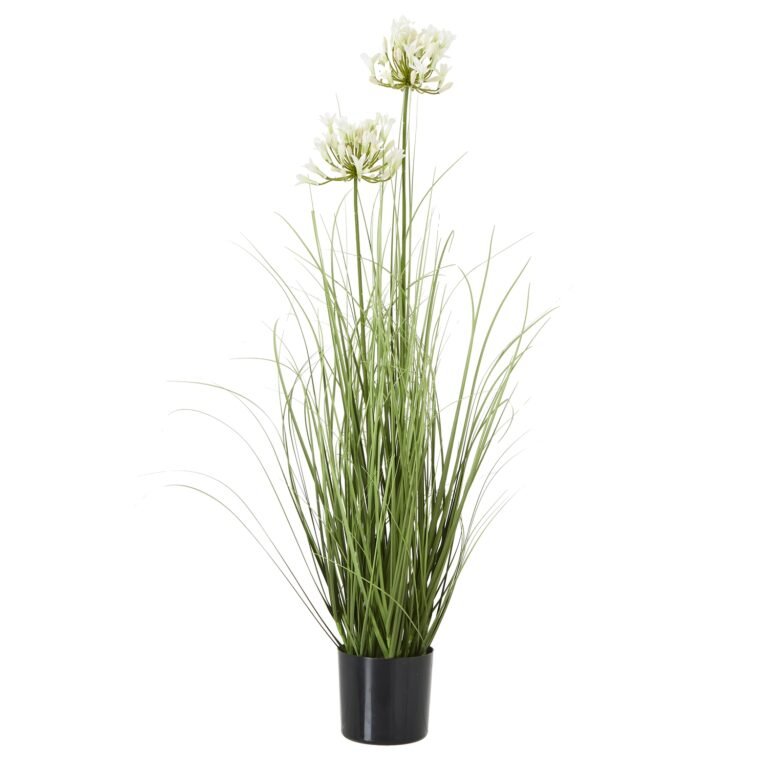 white white agapanthus plant in pot product image