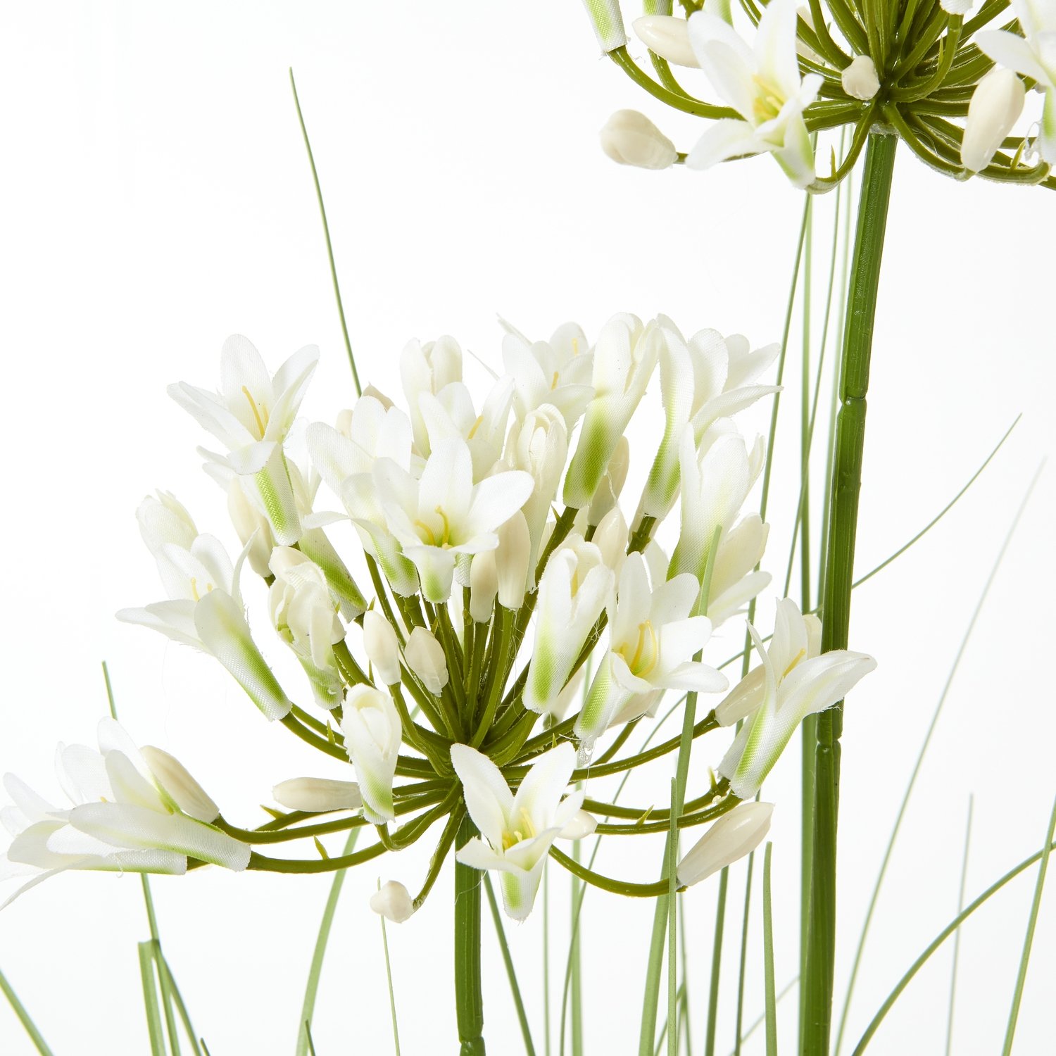 White Agapanthus Plant In Pot - Image 2