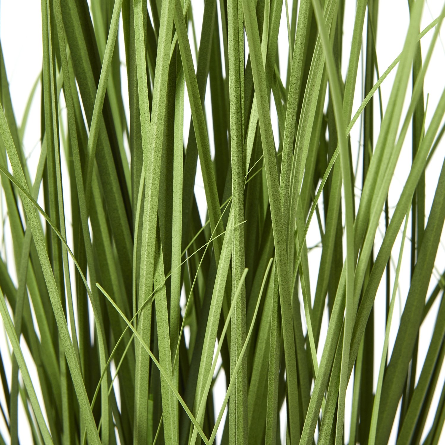 White Agapanthus Plant In Pot - Image 3