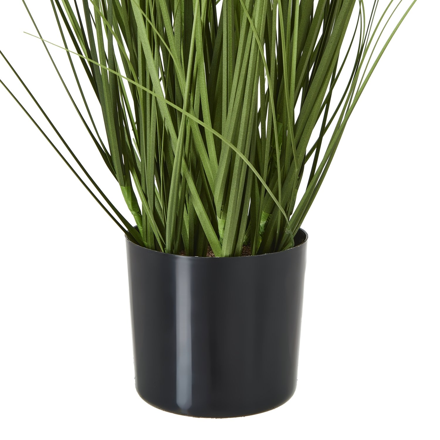 White Agapanthus Plant In Pot - Image 4