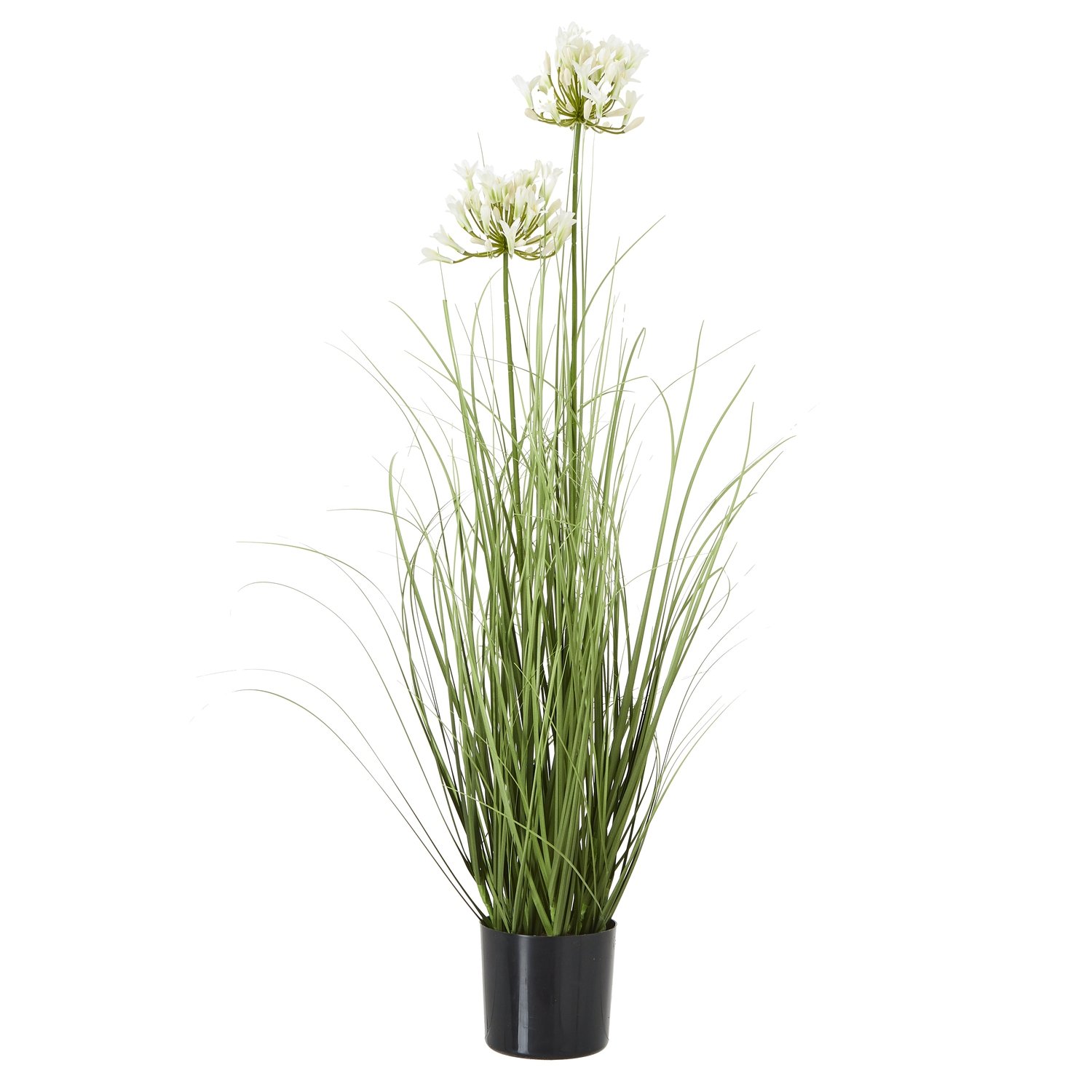white white agapanthus plant in pot product image