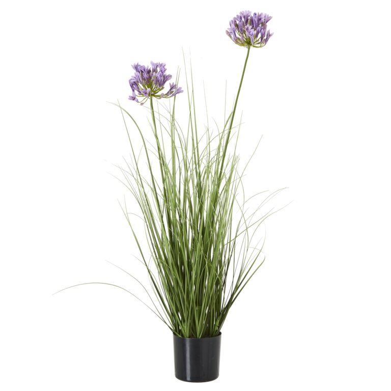 purple purple agapanthus plant in pot product image