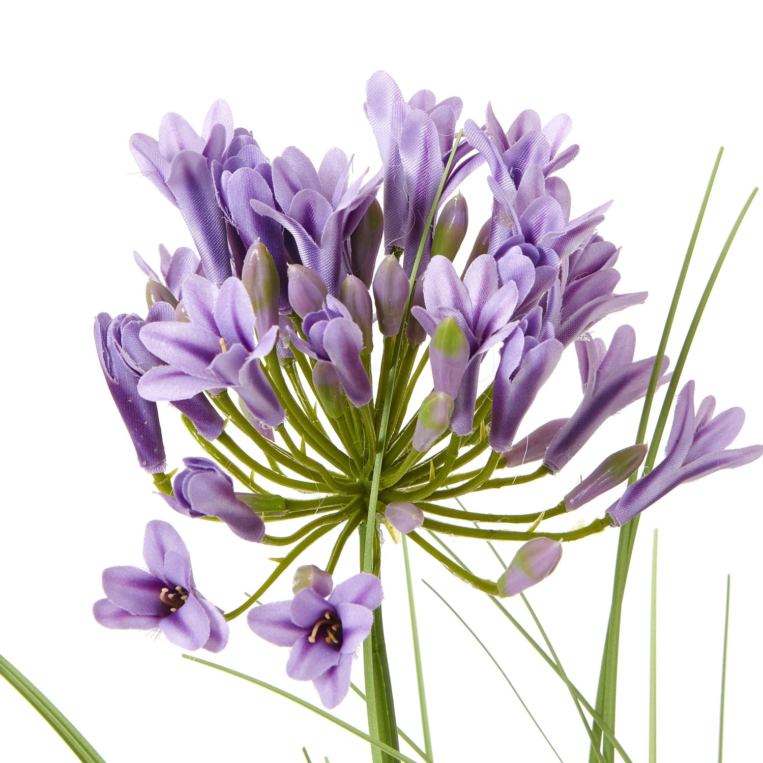 Purple Agapanthus Plant In Pot - Image 2