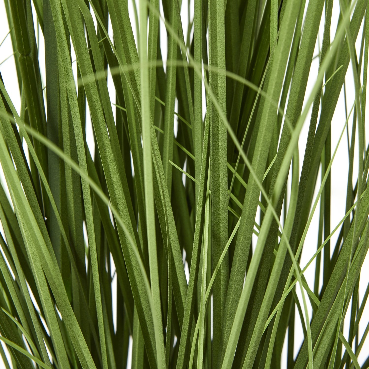 Purple Agapanthus Plant In Pot - Image 4