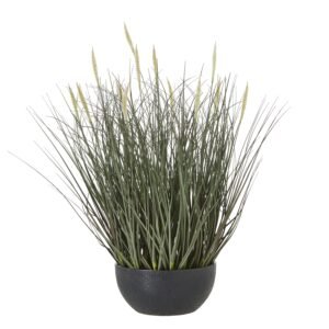 natural fountain grass plant in pot product image