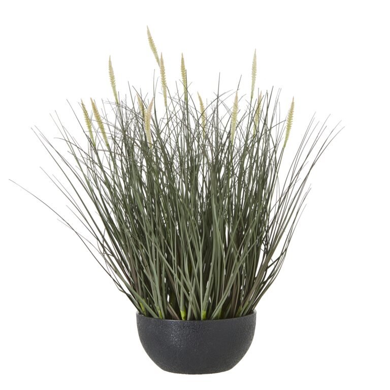 natural fountain grass plant in pot product image