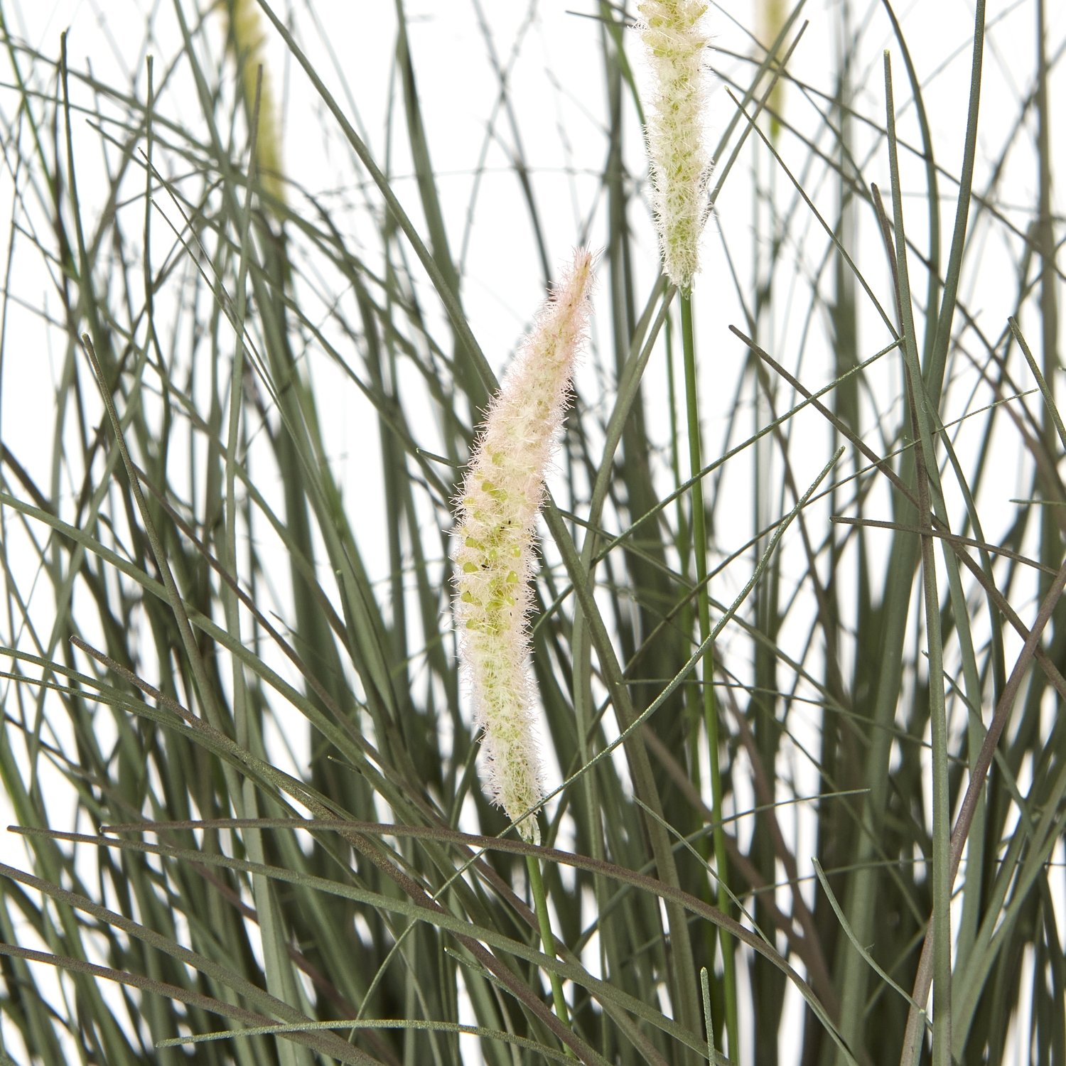 Fountain Grass Plant In Pot - Image 2