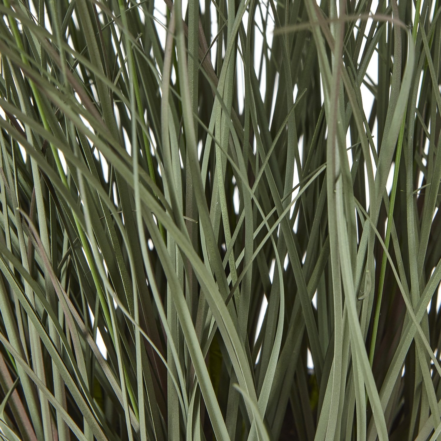 Fountain Grass Plant In Pot - Image 3