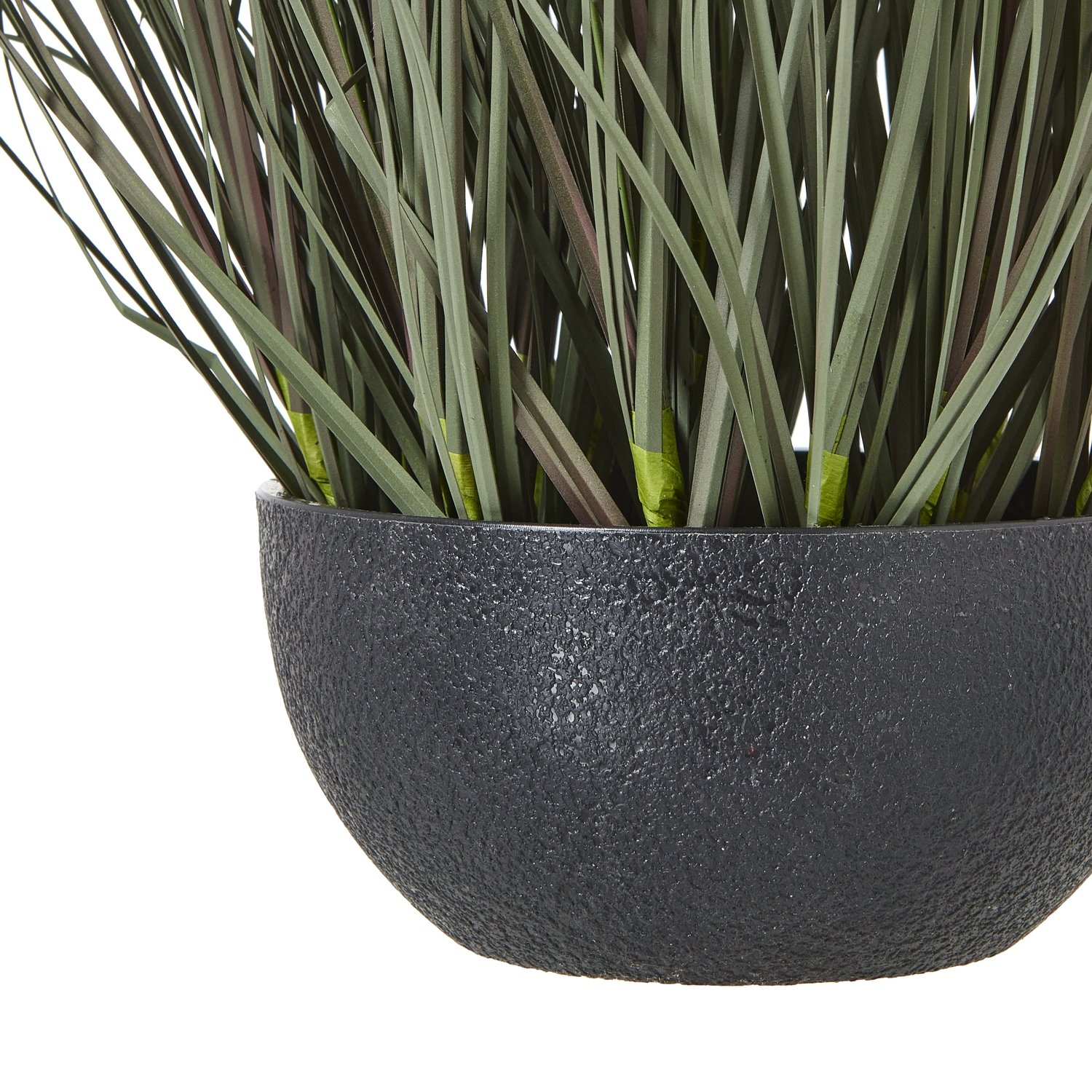 Fountain Grass Plant In Pot - Image 4