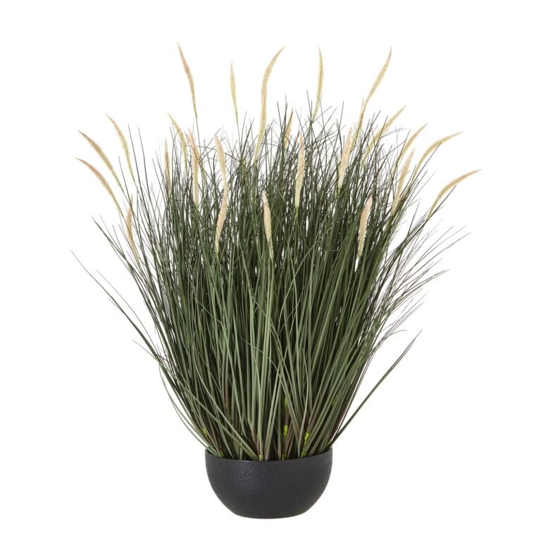natural large fountain grass plant in pot product image
