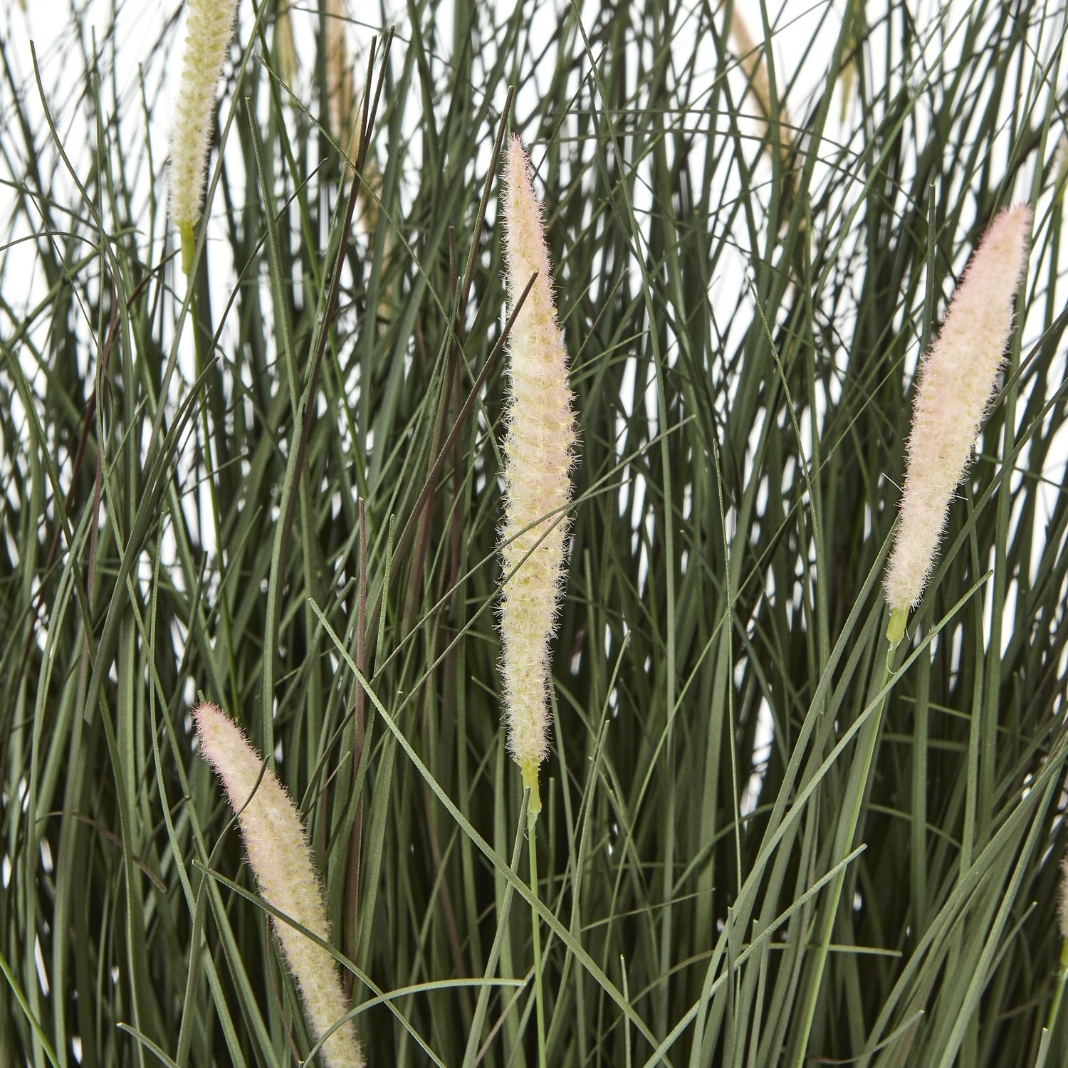 Large Fountain Grass Plant In Pot - Image 2