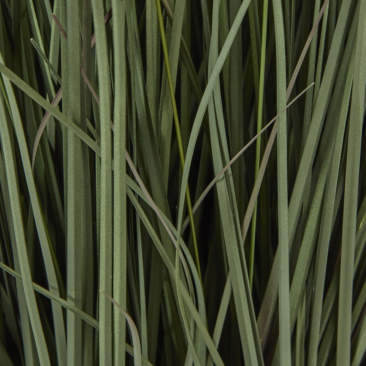 Large Fountain Grass Plant In Pot - Image 3