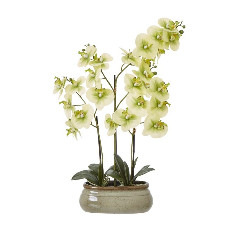 green large green orchid in ceramic pot product image