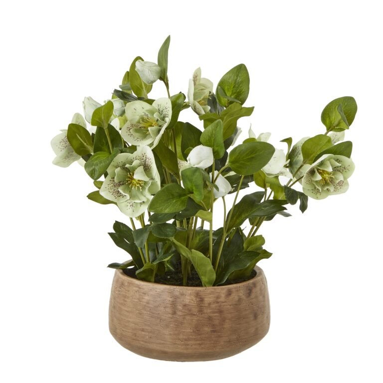 green green hellebore plant in taupe pot product image