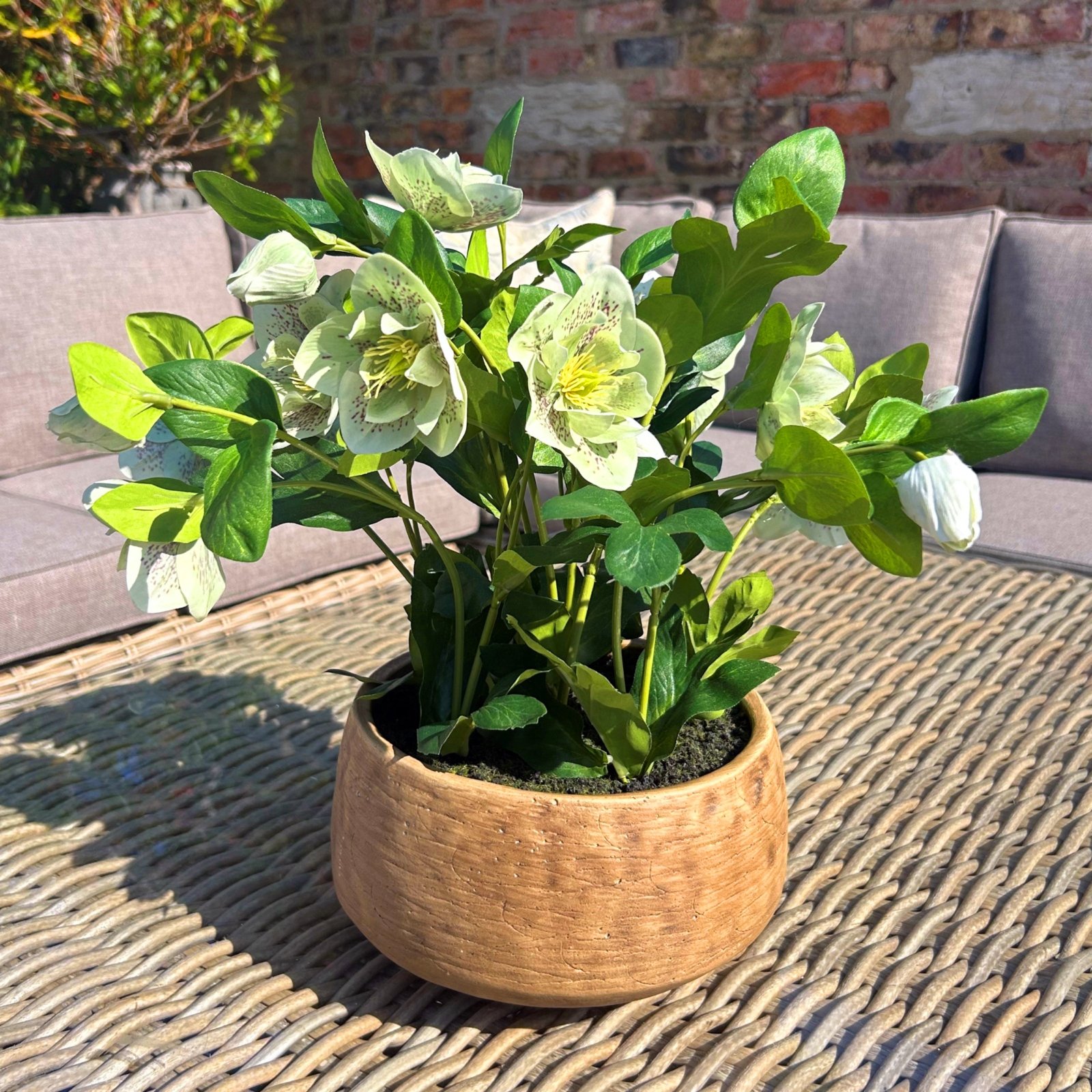 Green Hellebore Plant In Taupe Pot - Image 2