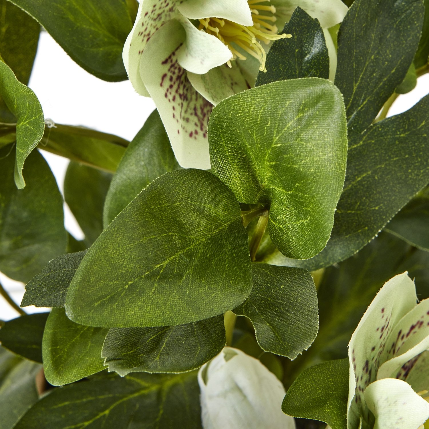 Green Hellebore Plant In Taupe Pot - Image 3