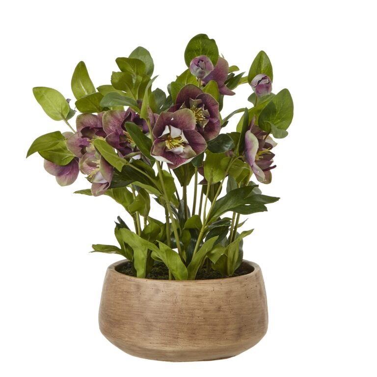 deep plum deep plum hellebore plant in taupe pot product image