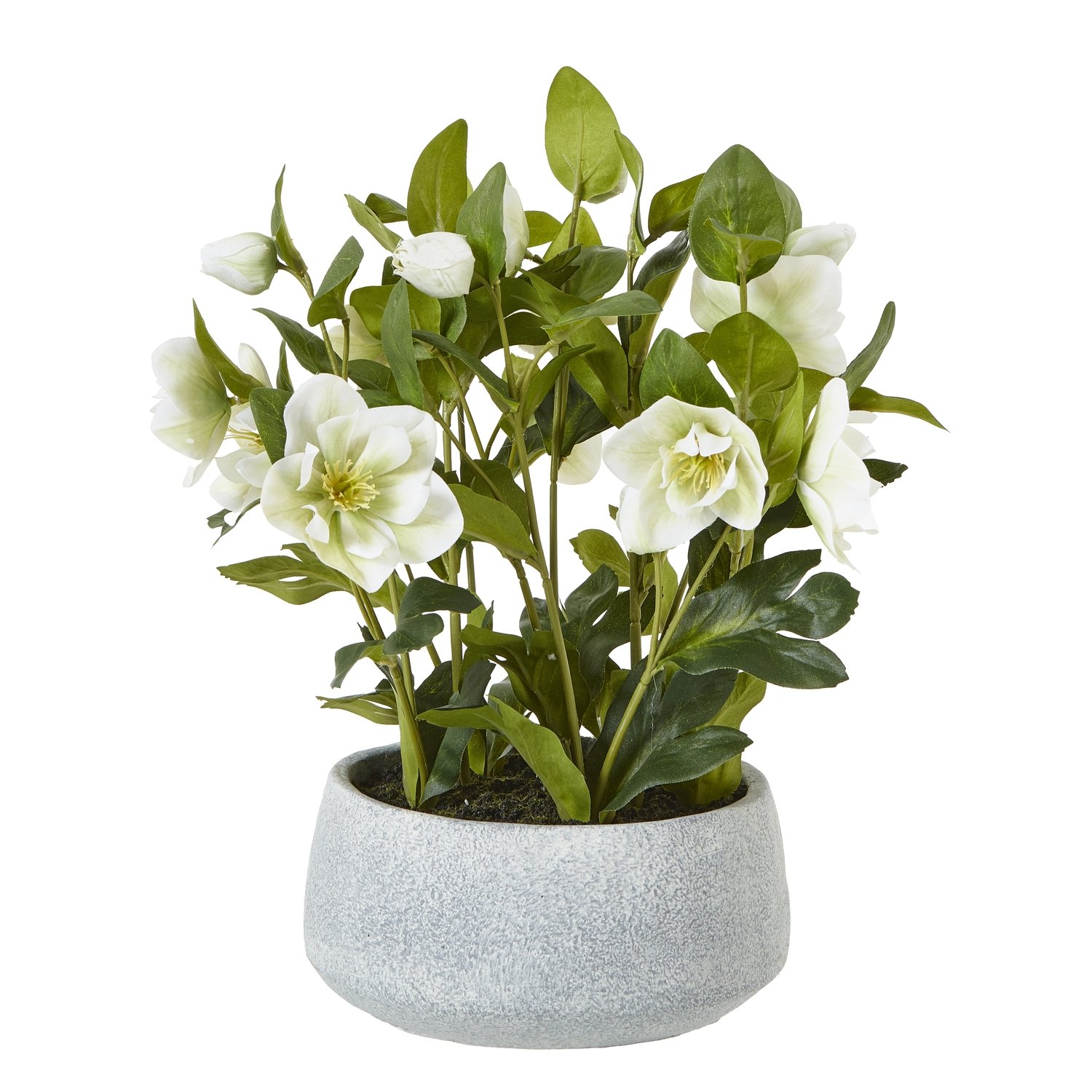 white artificial hellebore plant
