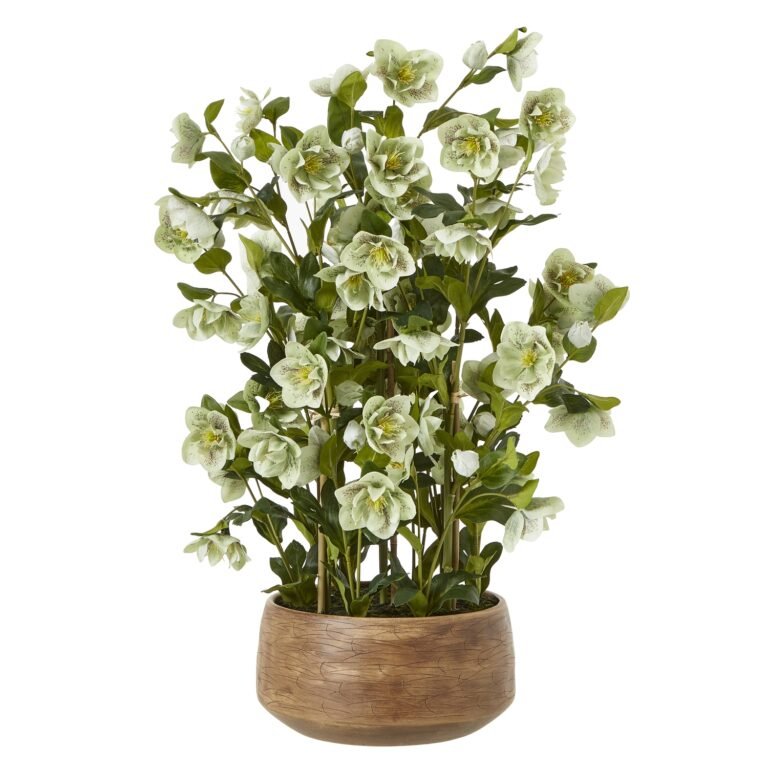 green large green hellebore in taupe pot product image