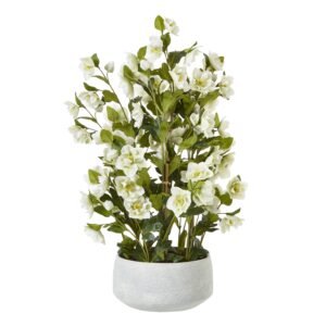 white large white hellebore in grey pot product image