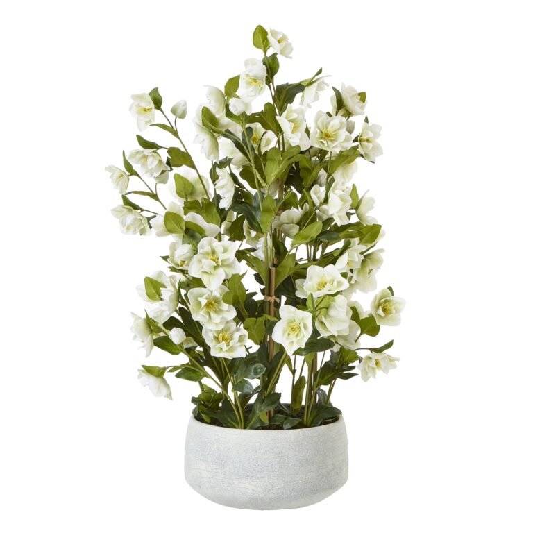 white large white hellebore in grey pot product image
