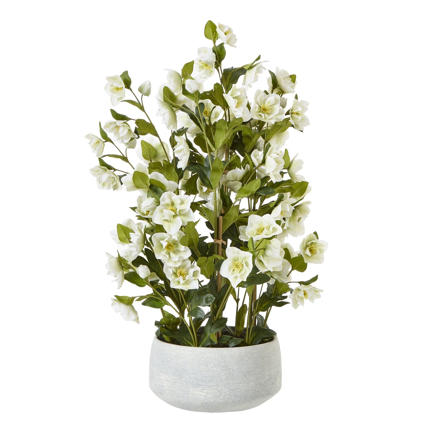 white large white hellebore in grey pot product image