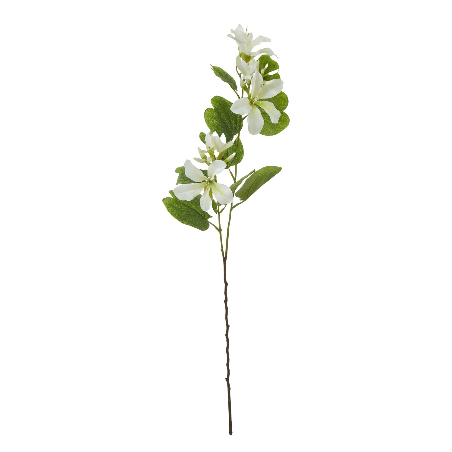 cream cream bauhinia orchid spray product image