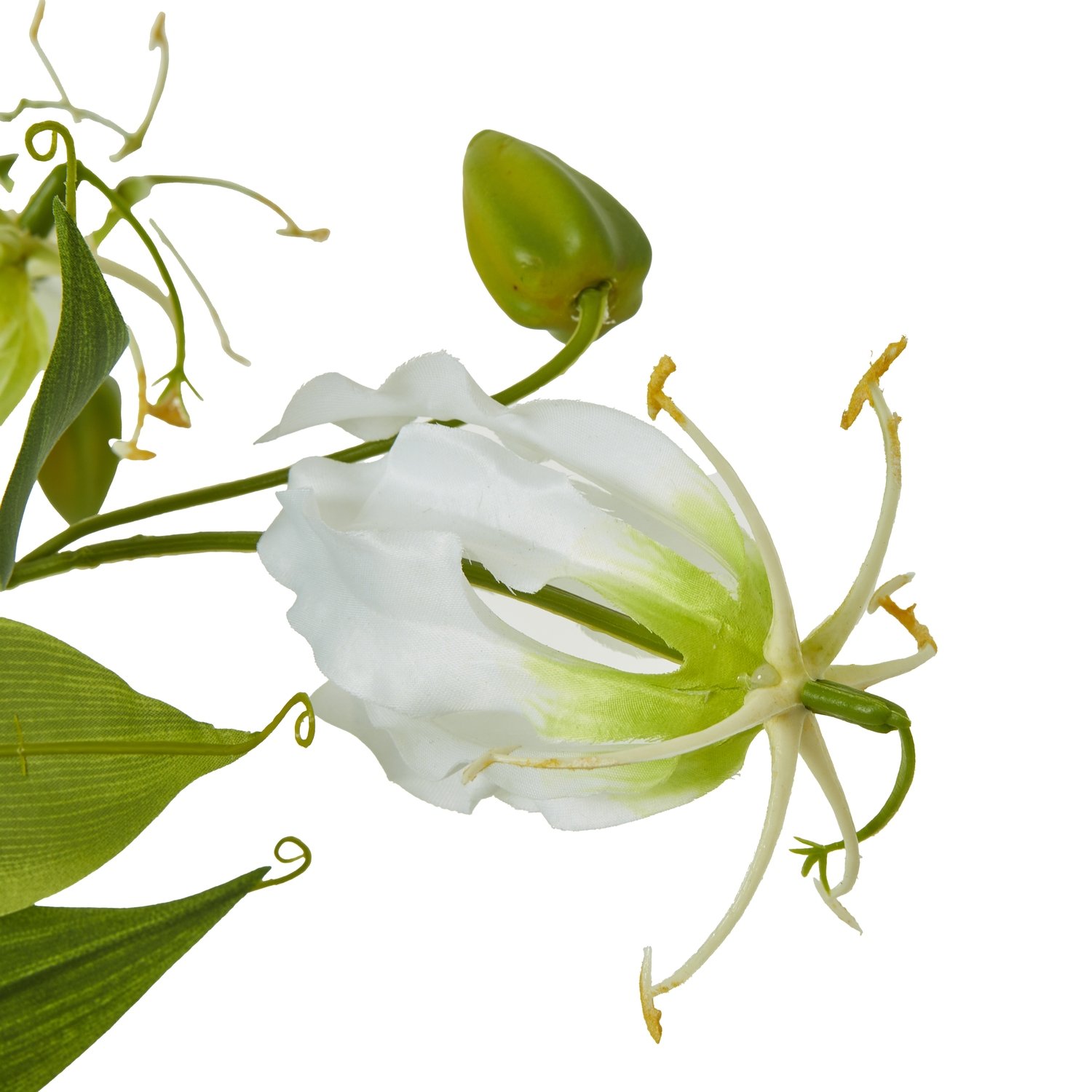 Cream Gloriosa Spray - Image 2
