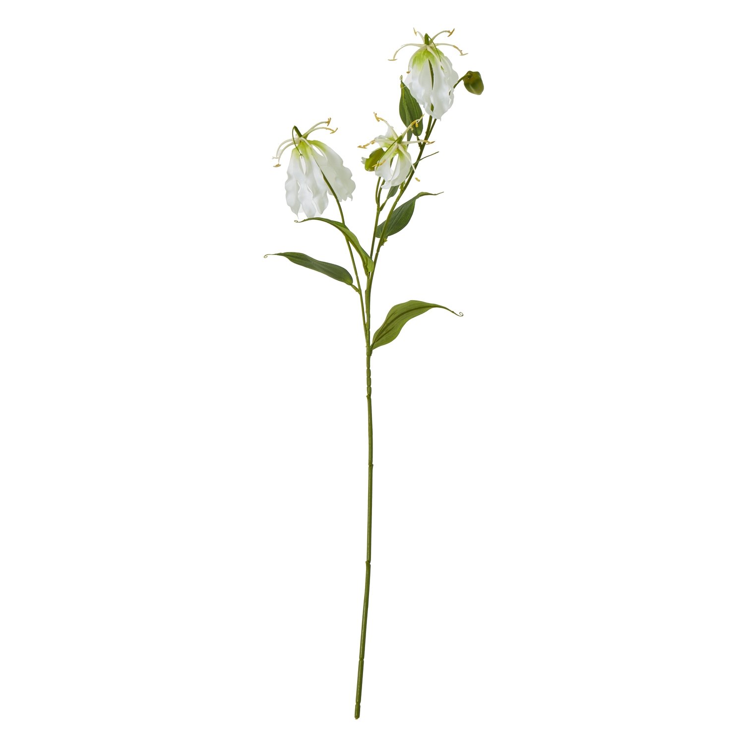 cream cream gloriosa spray product image