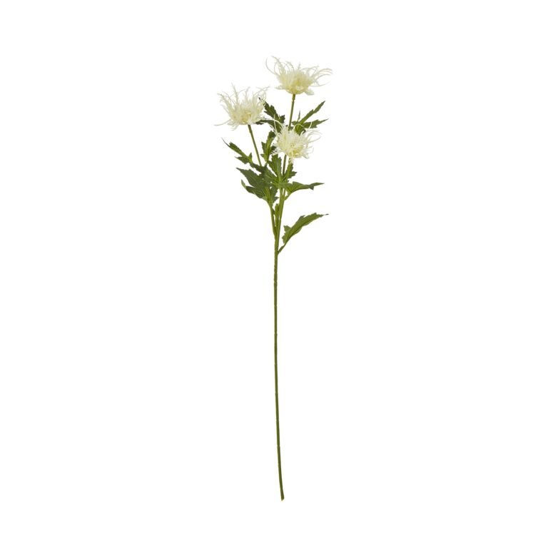 cream cream sea holly spray product image