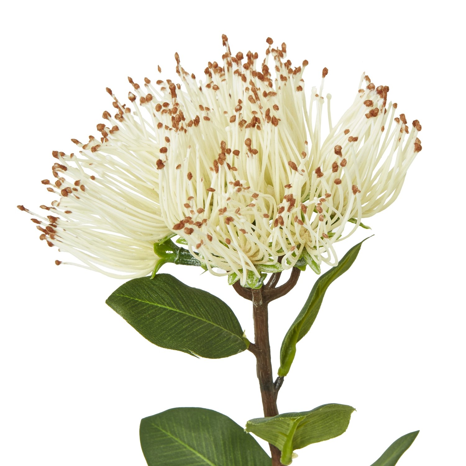 Cream Protea Nitida Stem - Image 2