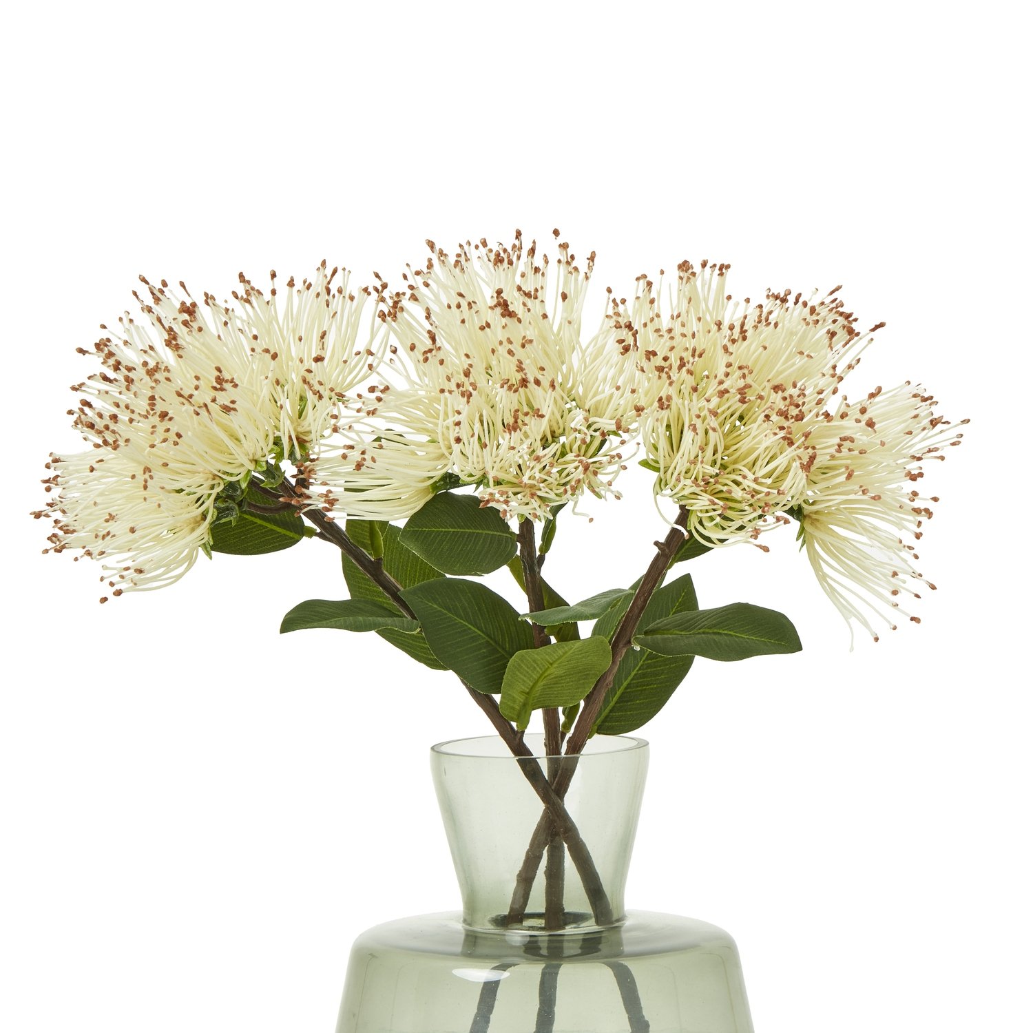 Cream Protea Nitida Stem - Image 3