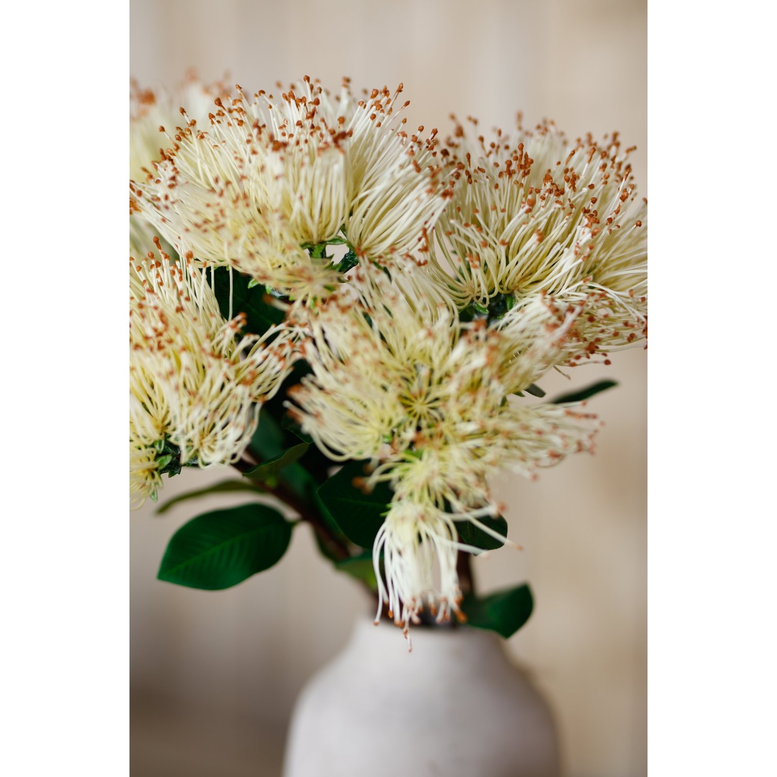 Cream Protea Nitida Stem - Image 5