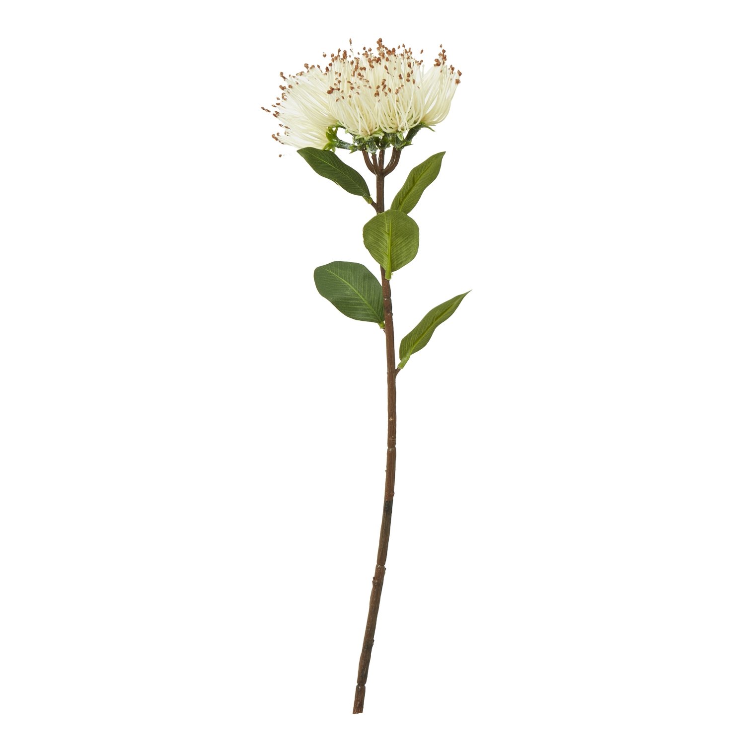 cream cream protea nitida stem product image