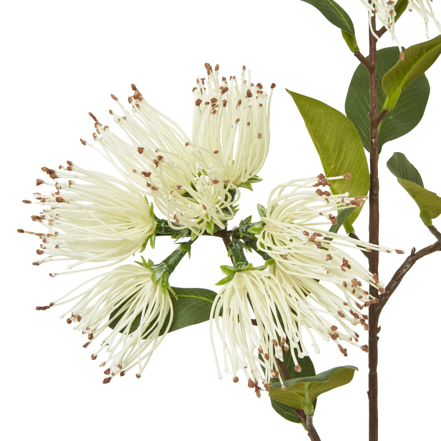 Cream Protea Nitida Spray - Image 2