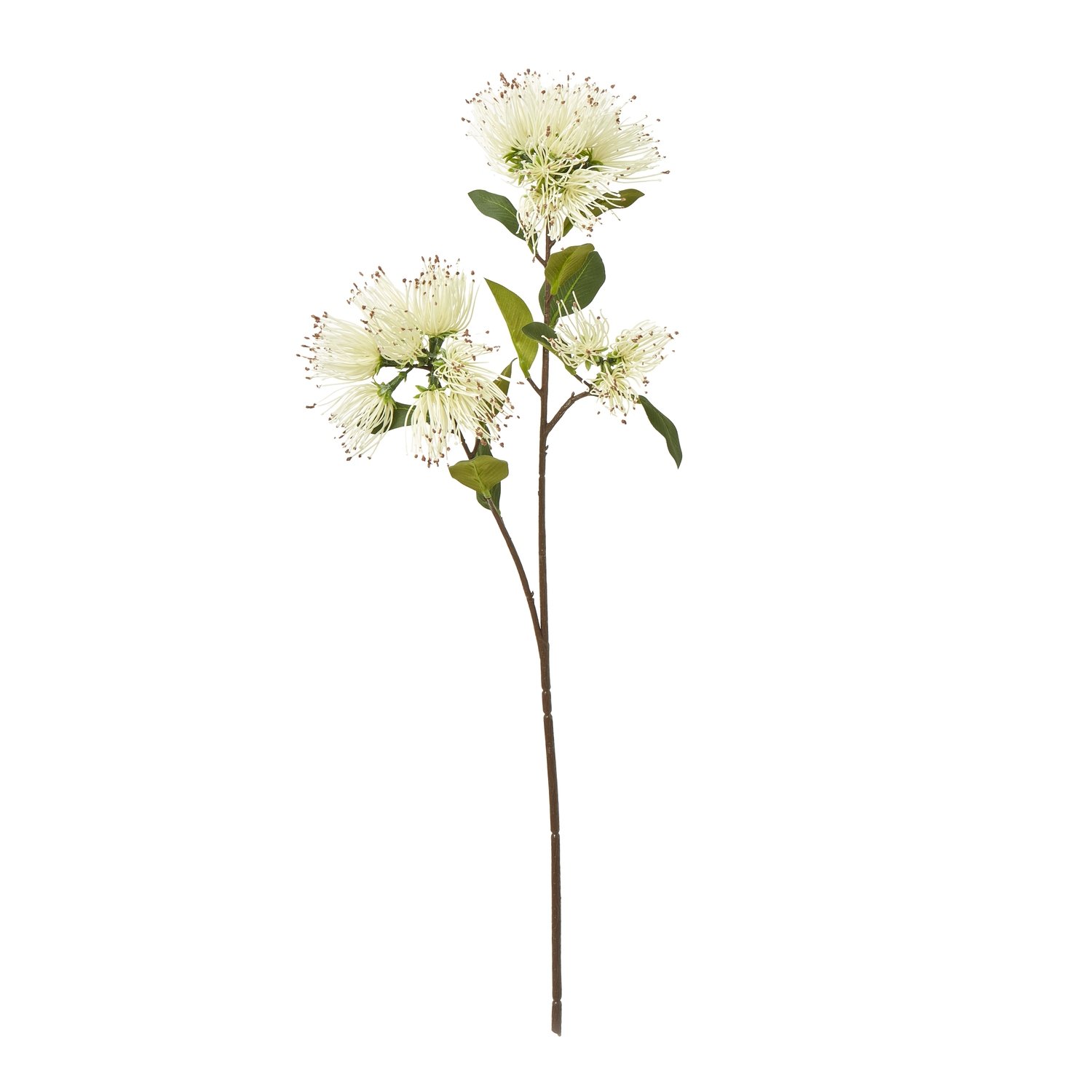 cream cream protea nitida spray product image