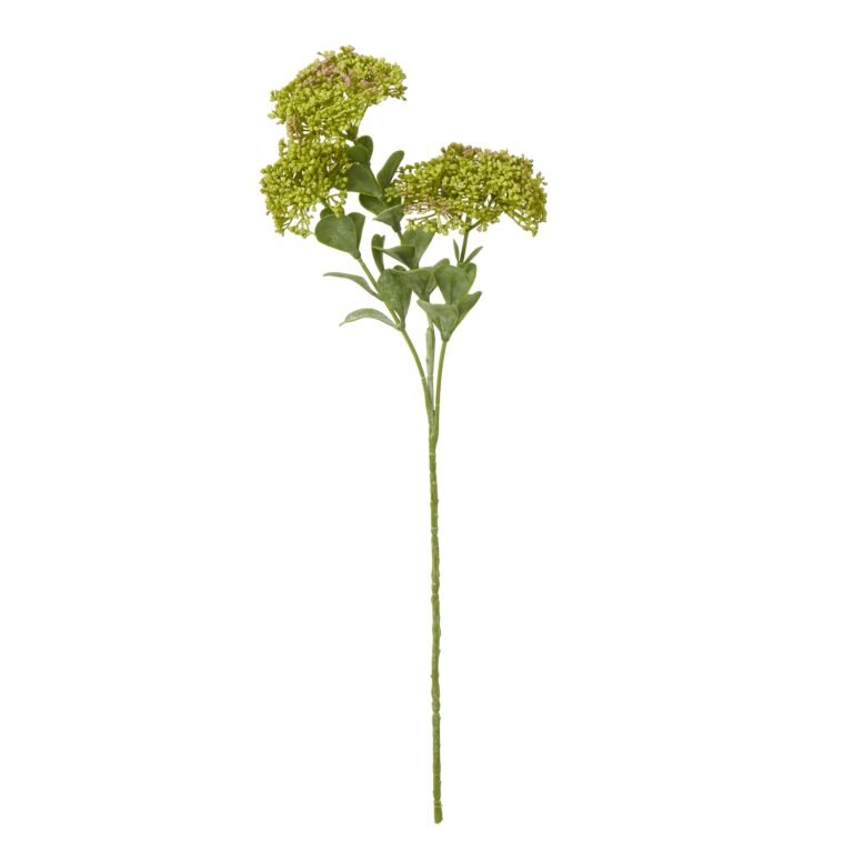 green green sedum spray product image