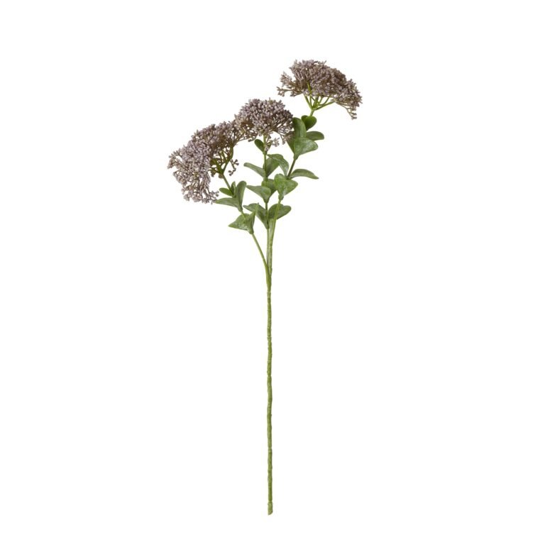 purple purple sedum spray product image