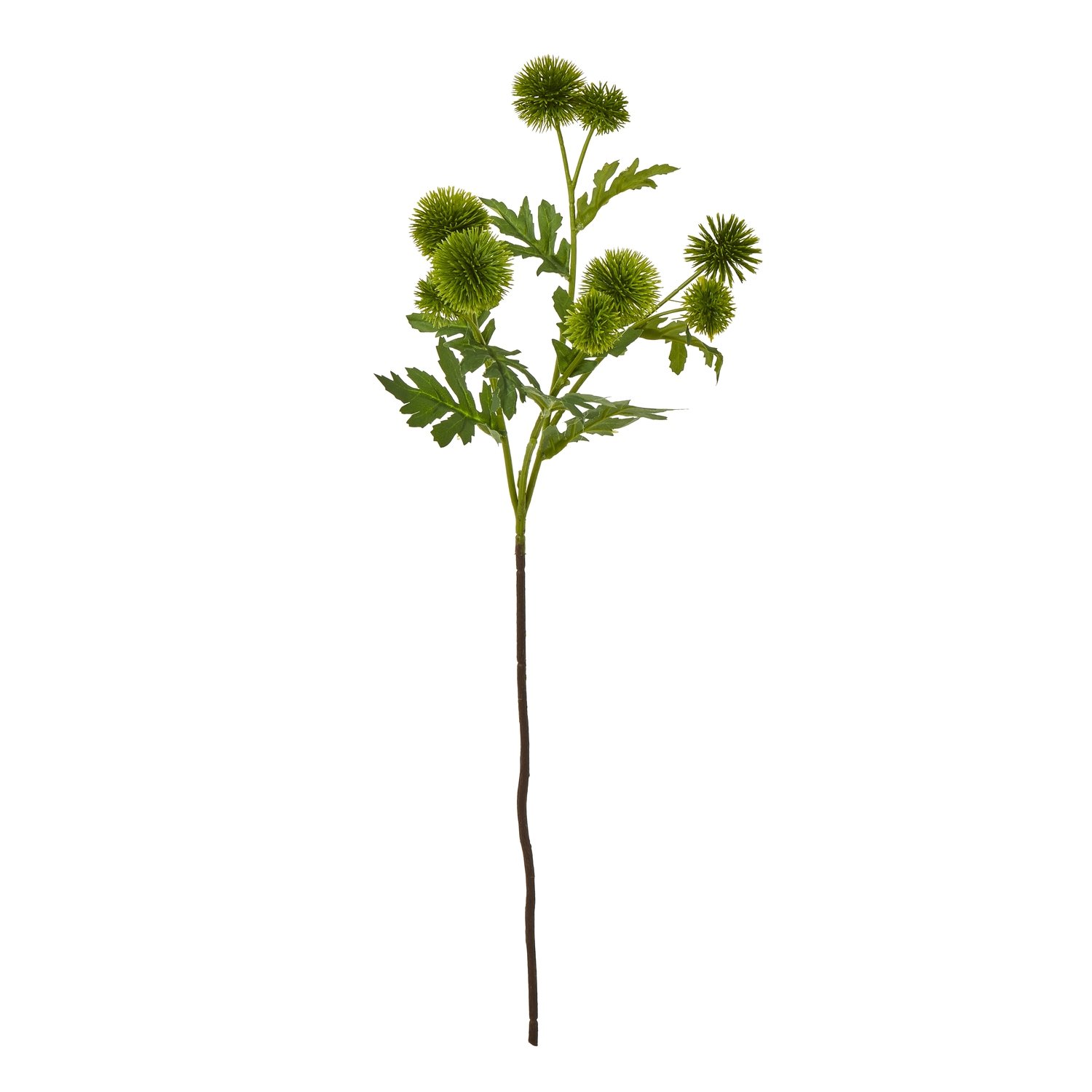 green green globe thistle spray product image